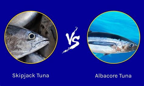 skipjack fish|Skipjack vs Sheephead .
